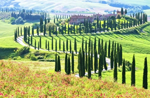 Cypress Prints: View towards the Podere Baccoleno, Crete Senesi, Tuscany, Italy