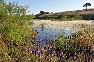 Alentejo Prints: View of a pond surrounded by grass and flowers at Vale do Manantio Estate in Moura