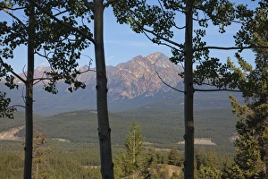 Pyramid Mountain Prints: View of Pyramid Mountain through trees, Jasper National Park, UNESCO World Heritage Site