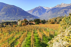 Merano Prints: View of Ramez Castle surrounded by vineyards, Ramez Castle, Merano, Val Venosta