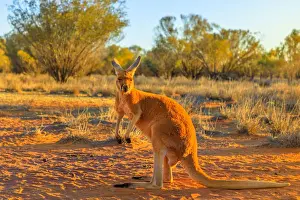 Northern Territory Prints: Side view of red adult kangaroo (Macropus rufus) standing on the red sand of Outback