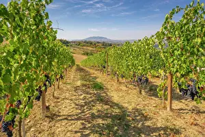 Viniculture Prints: View of red grapes in vineyard near Torraccia and San Marino in background