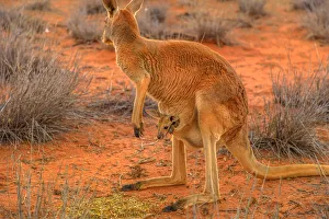 Side view of red kangaroo (Macropus rufus) with joey in its pouch, standing on