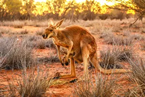 Northern Territory Prints: Side view of red kangaroo (Macropus rufus) with joey in its pouch, standing on