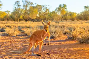 Northern Territory Prints: Side view of red kangaroo (Macropus rufus) standing on the red sand of Outback central