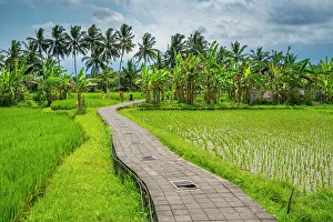 Bali Prints: View of rice fields near Ubud, Ubud