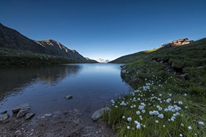 Wild Flower Prints: View of Rifugio Bozzi framed by cotton grass and blue lake, Val Di Viso, Camonica Valley