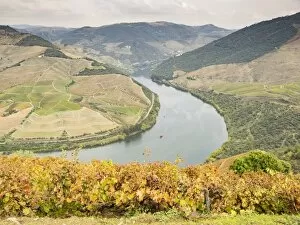 Terraced Collection: View over the River Duoro in autumn, Portugal, Europe