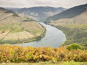 Terraced Prints: View over the River Duoro in autumn, Portugal, Europe