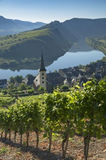Grapevine Prints: View of River Moselle and St. Lawrences Church, Bremm, Rhineland-Palatinate, Germany