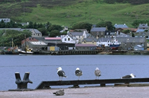 Gull Prints: View of Scalloway harbour and Scalloway
