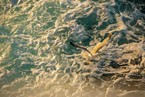 Sunset Colors Prints: View of seagull from ferry at sunset