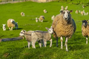 Chesterfield Prints: View of sheep and spring lambs in Elmton Village, Bolsover, Chesterfield, Derbyshire