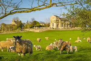 View of sheep and spring lambs in Elmton Village, Bolsover, Chesterfield, Derbyshire
