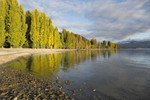 Otago Prints: View along the shore of tranquil Lake Wanaka