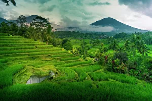 Bali Prints: View of Sidemen Rice Terrace, Sidemen