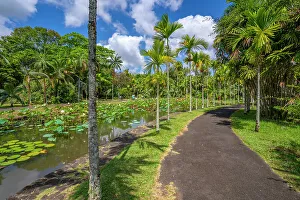Sidewalk Prints: View of Sir Seewoosagur Ramgoolam Botanical Garden, Mauritius, Indian Ocean, Africa