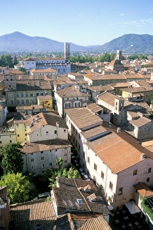 Lucca Prints: View south from Guinici Tower of city rooftops and cathedral