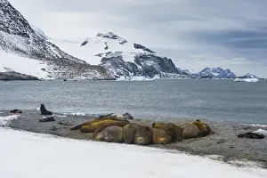 Lying On Front Prints: View over a southern elephant seal colony (Mirounga leonina), Coronation Island