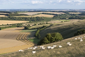 Beacon Hill Prints: View over summer wheat fields and sheep from top of Beacon Hill, near Highclere, Hampshire