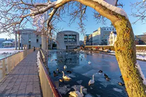 Walkway Prints: View of swans and ducks with City Hall in background in the city centre of Reykjavik in winter