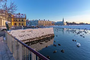 Flock Prints: View of swans and ducks with colourful buildings