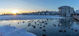 Swans Prints: View of swans and ducks with Iceland model building in the city centre of Reykjavik in winter