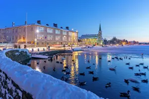 Chill Prints: View of swans and ducks with Lutheran Free Church in background in the city centre of Reykjavik at dusk in winter