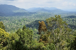 Pahang Prints: View of Taman Negara National Park from Bukit Teresek, Pahang, Malaysia