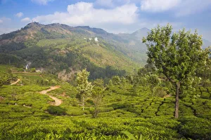 Kerala Prints: View of tea estate and Attukad Waterfalls, Munnar, Kerala, India, Asia