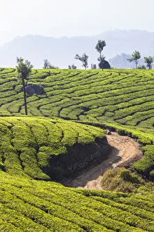 Kerala Prints: View over tea estates, Munnar, Kerala, India, Asia