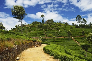 View of tea plantations from Liptons Seat, Haputale, Sri Lanka, Asia