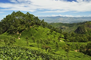 View of tea plantations from Liptons Seat, Haputale, Sri Lanka, Asia