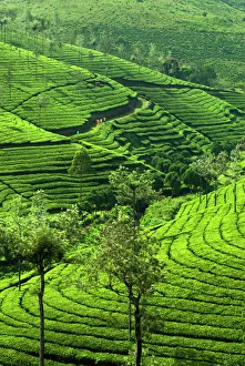 Lush Prints: View over tea plantations, near Munnar, Kerala, India, Asia