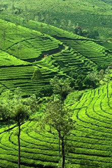 Lush Gallery: View over tea plantations, near Munnar, Kerala, India, Asia