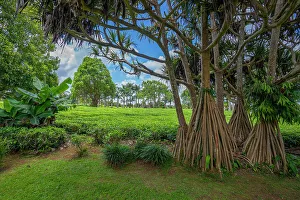 Savanne District Prints: View of tea plants in field at Bois Cheri Tea Factory