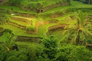 Terraced Collection: View of Tegallalang Rice Terrace, UNESCO World Heritage Site, Tegallalang, Kabupaten Gianyar
