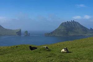 Ovis Aries Prints: View of Tindholmur Island from Vagar Island, Faroe Islands, Denmark, Europe