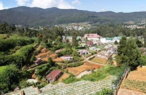 Vegetables Prints: View over the town of Nuwara Eliya, Central Province, Sri Lanka, Asia