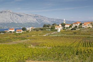Korcula Prints: View of town and vineyard, Lumbarda, Korcula, Dubrovnik-Neretva County, Dalmatia