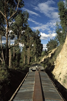 Ecuadorian Prints: View of trees from the roof of the train from Alausi to Riobamba, Ecuador, South America