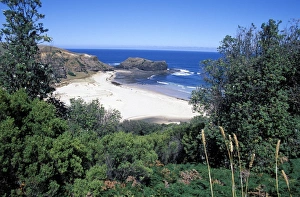 View over trees to trbeach and Bushranger Bay, Mornington Peninsula, Victoria