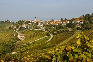 Langhe Prints: View over Treiso village and vineyards, Langhe, Cuneo district, Piedmont, Italy, Europe