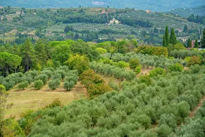 Arezzo Prints: View of Tuscan landscape from Passeggio del Prato