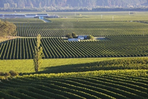 Renwick Prints: View over typical vineyards in the Wairau Valley, early morning, Renwick, near Blenheim