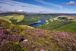 Heather Prints: View of Upper Derwent Reservoir and flowering heather in August from Derwent Edge