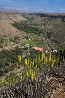 Images Dated 25th February 2009: View over valley and blooms, Ciudad Velha (Cidade Velha), Santiago, Cape Verde Islands