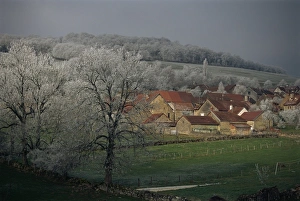 Bourgogne Prints: View of village of Chailly with frost covered trees, Bourgogne, France, Europe