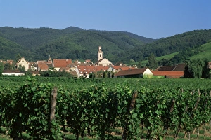 Riquewihr Prints: View to village from vineyards, Riquewihr, Haut-Rhin, Alsace, France, Europe