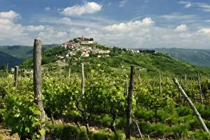 View over vineyard to hilltop town, Motovun, Istria, Croatia, Europe
